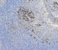 Anti-COPE Antibody Picoband™ (monoclonal, 9B6)